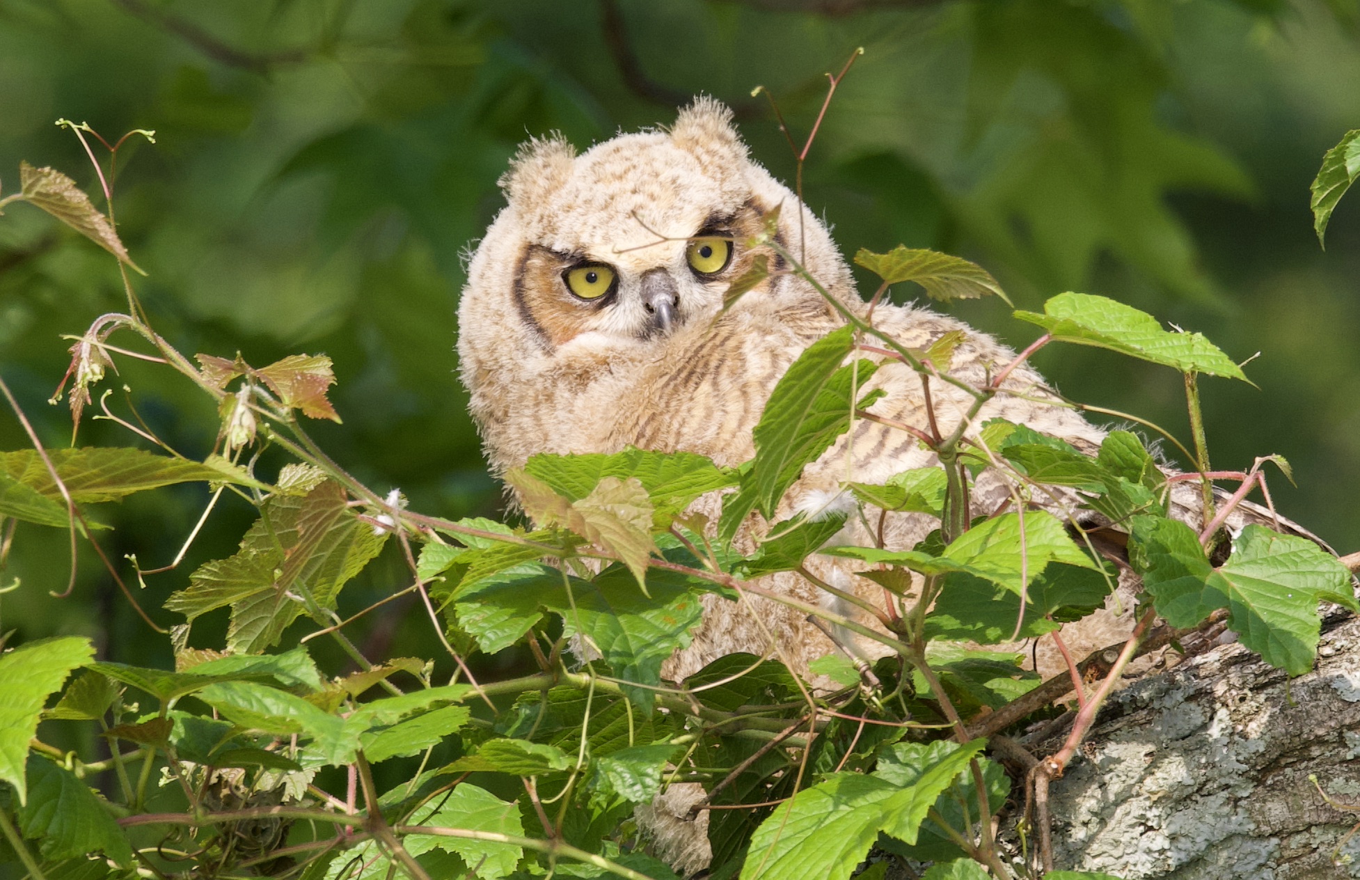 great horned owl 3 Eder