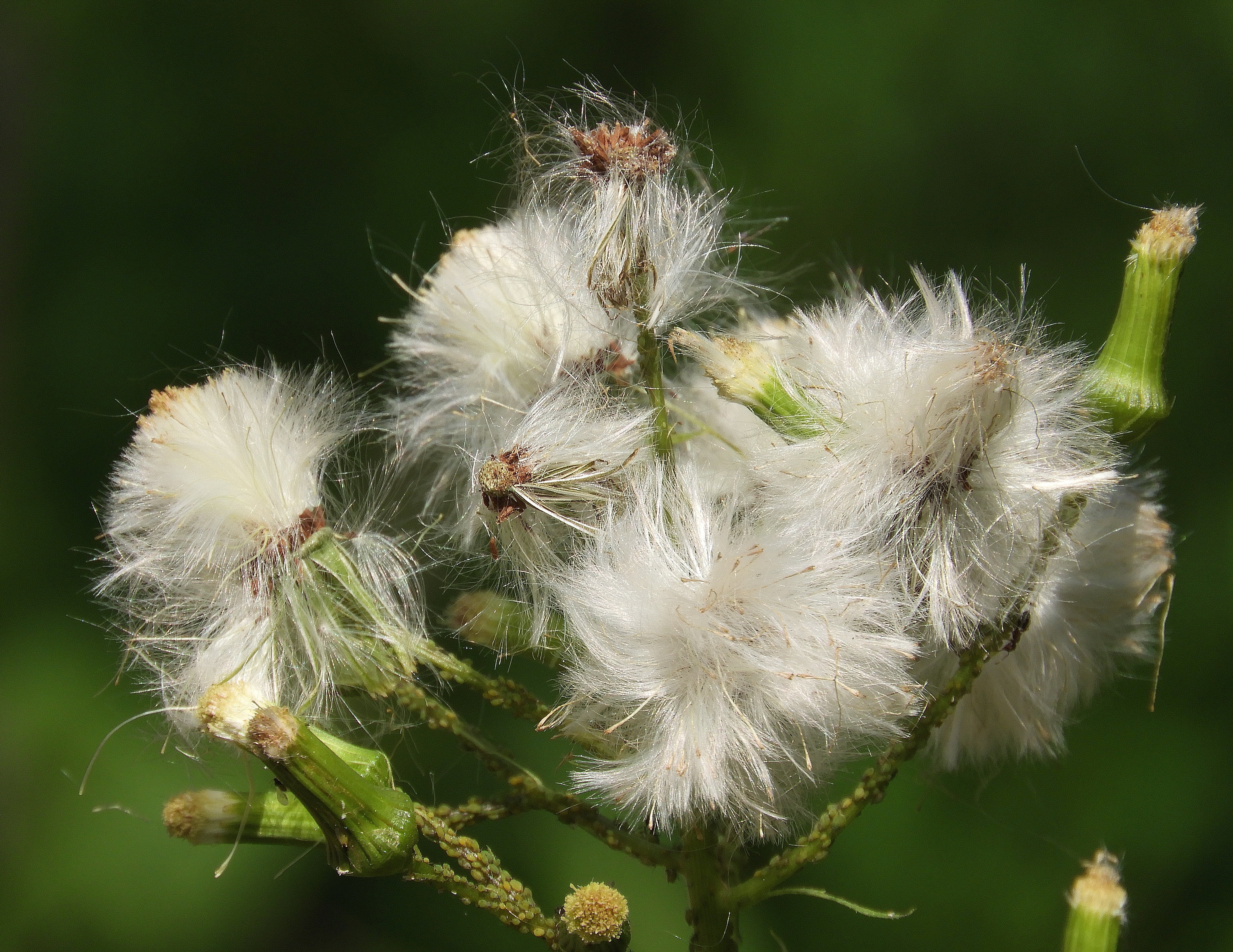 horseweed 2