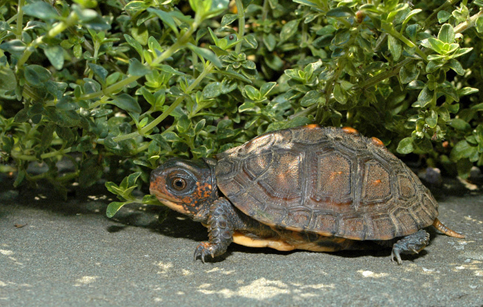 juvenile_Woodland_Box_Turtle_Terrapene_carolina_carolina-700.jpg