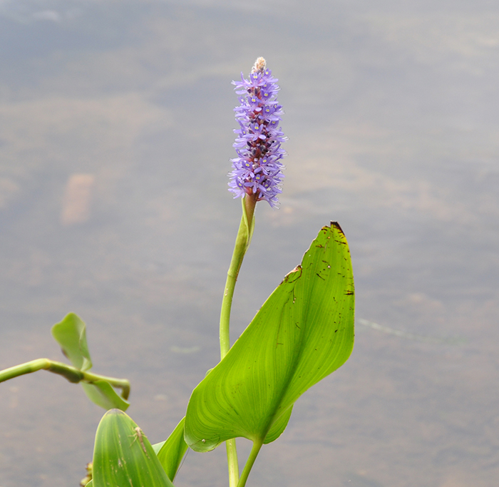 Pickerelweed_Pontederia_cordata_-_700.jpg