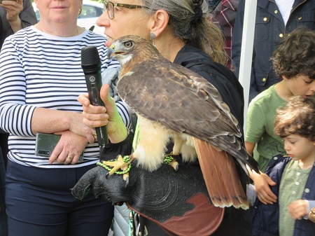 Red-tailed hawk