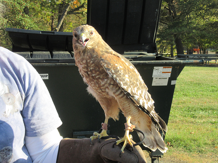 red shouldered hawk by glenda booth