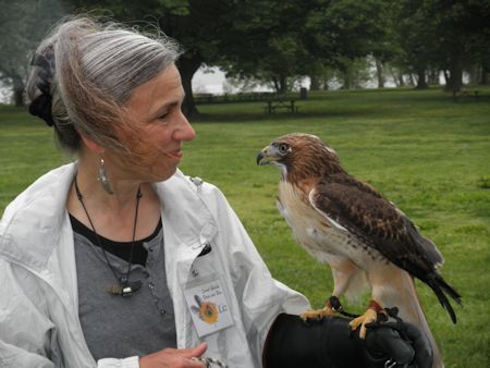 Red-tailed hawk