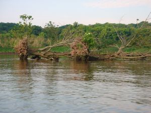 Dyke Marsh erosion