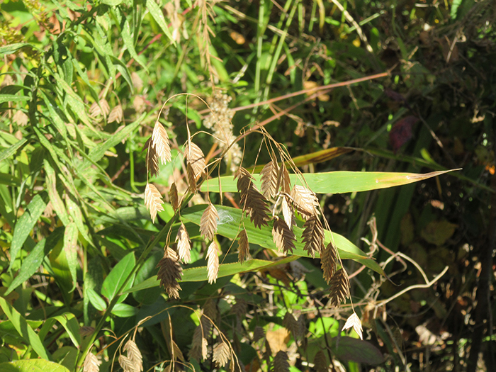 seed heads of river oats