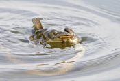 Northern watersnake