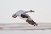 snow goose