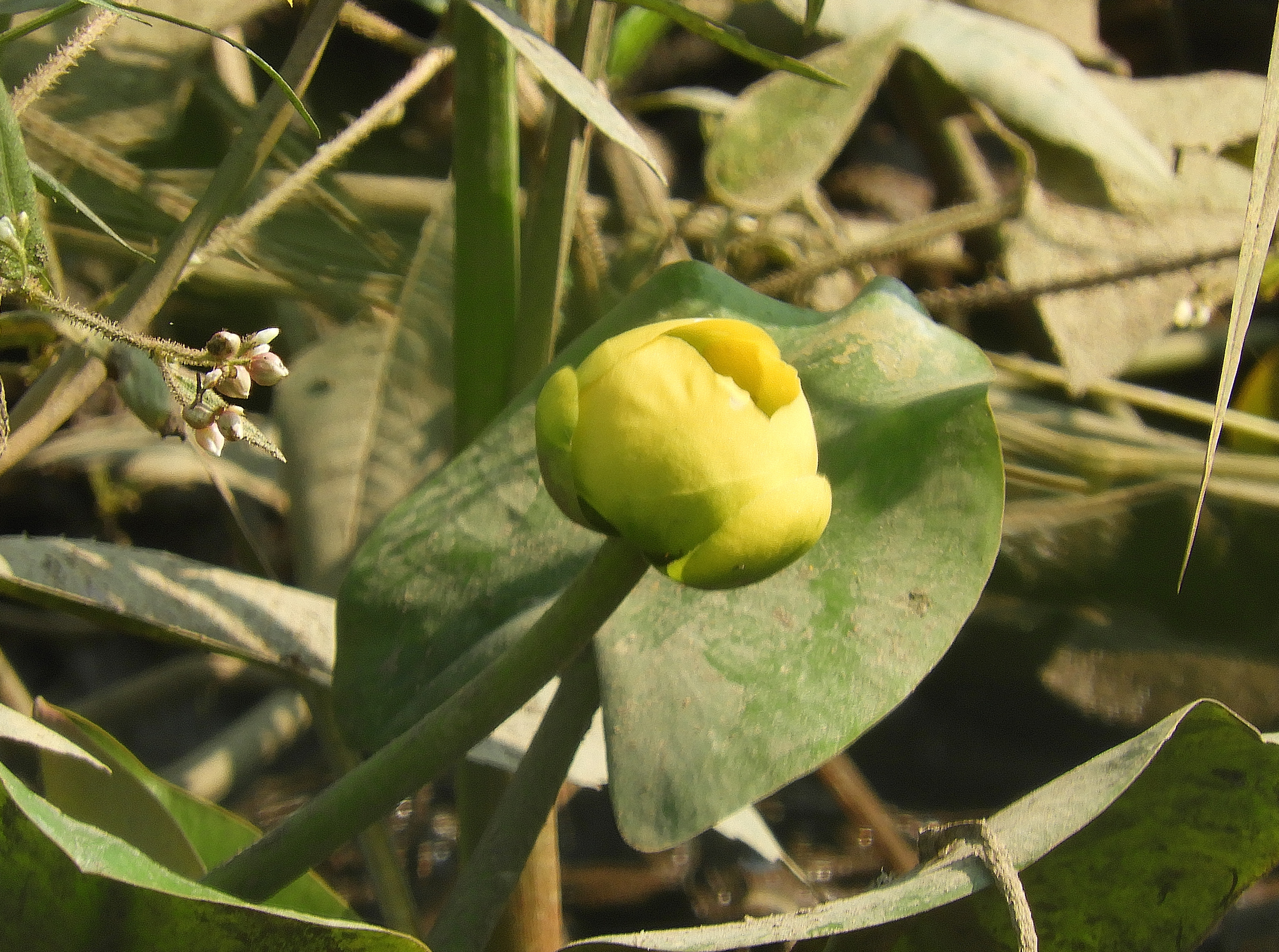 spatterdock 2