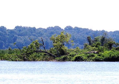 fallen tree