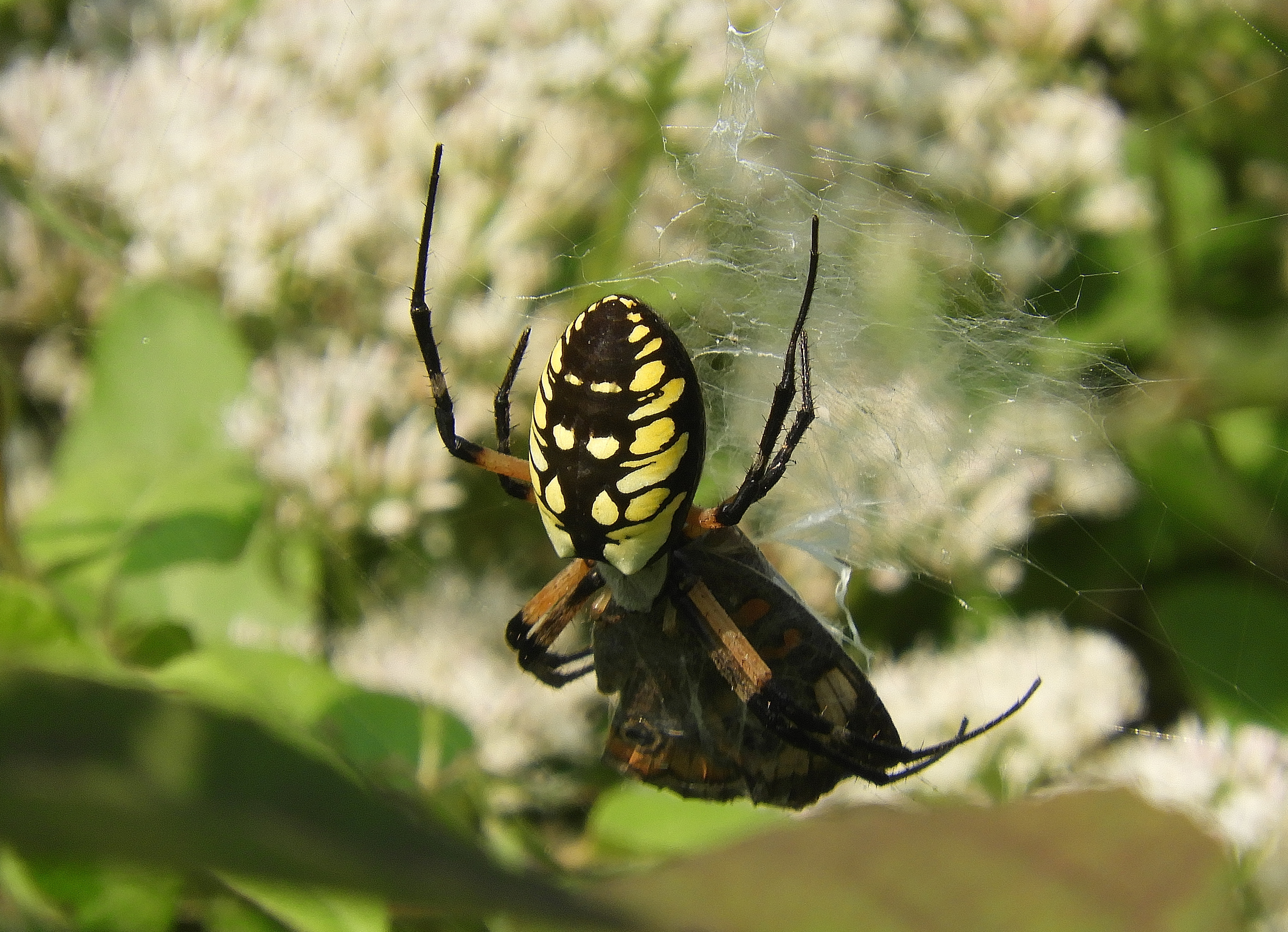 yellow garden spider 2